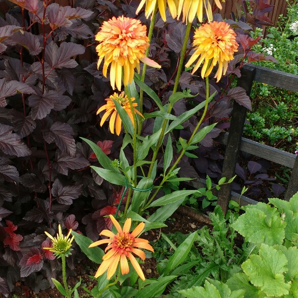 plant image 193911 plant image 193911