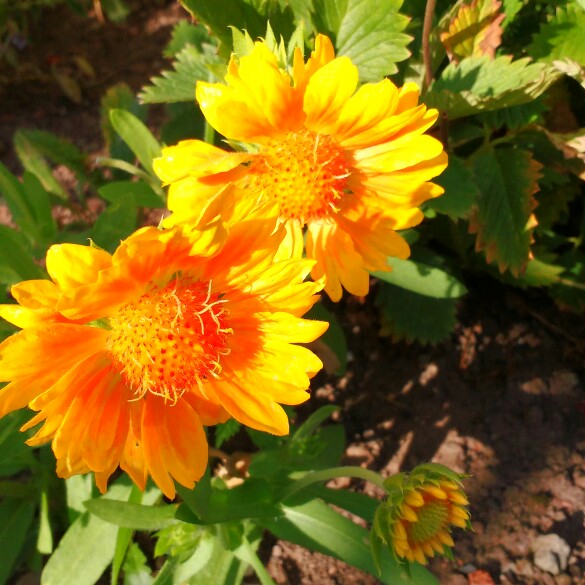 plant image 201412 plant image 201412