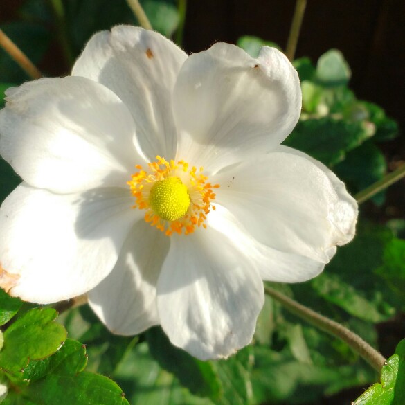 Plant image Anemone hupehensis var. japonica hybrida 'September Charm'