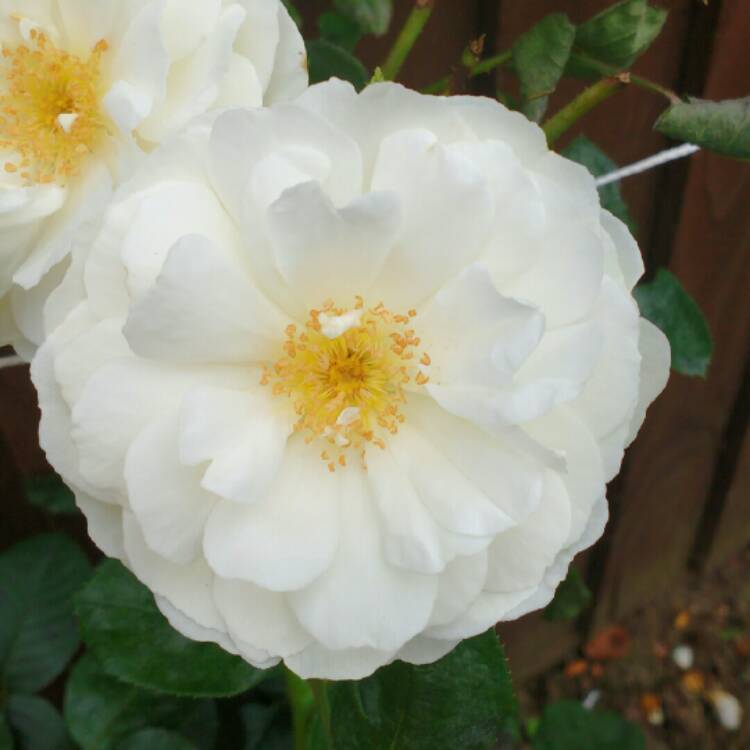plant image 206682 plant image 206682