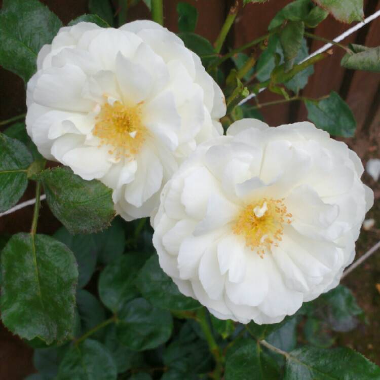 plant image 206692 plant image 206692