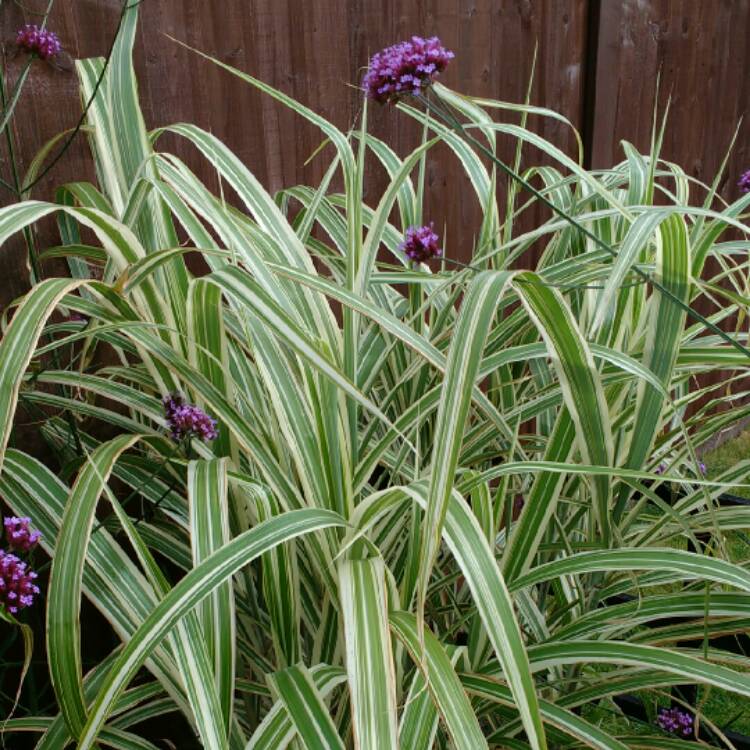 Plant image Miscanthus x giganteus