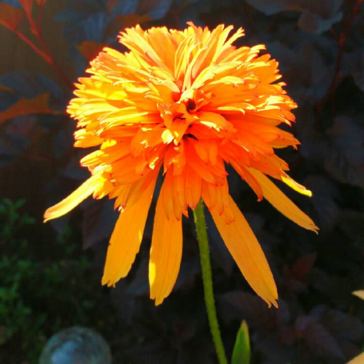 plant image 222525 plant image 222525