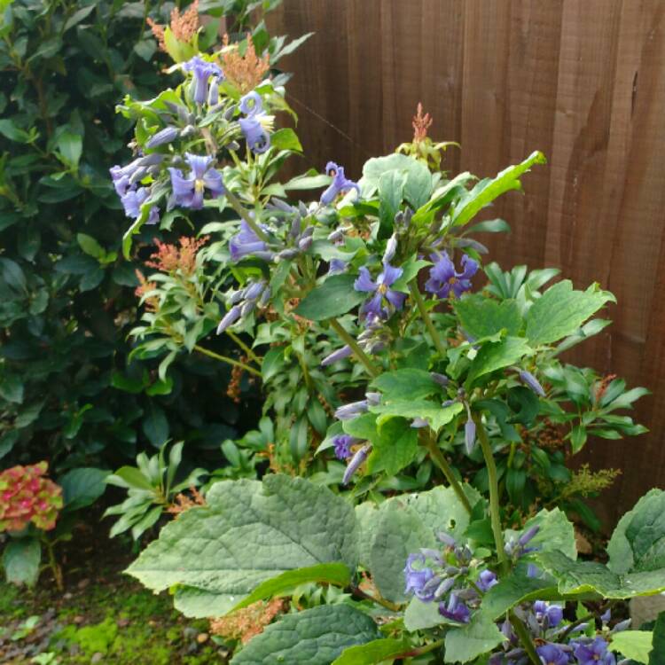 plant image 234837 plant image 234837