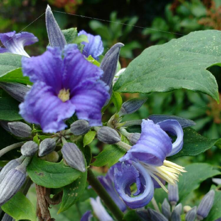 plant image 234839 plant image 234839