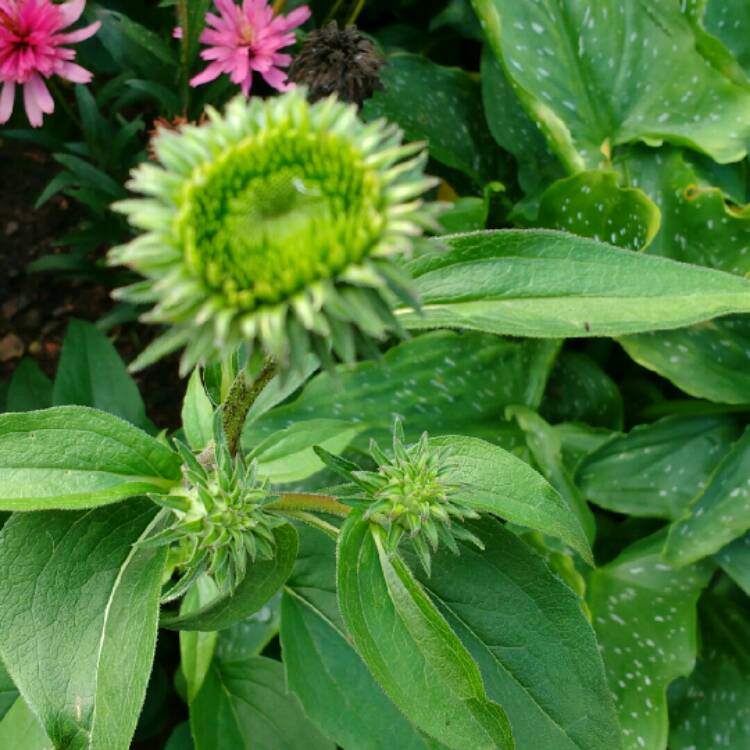plant image 234846 plant image 234846