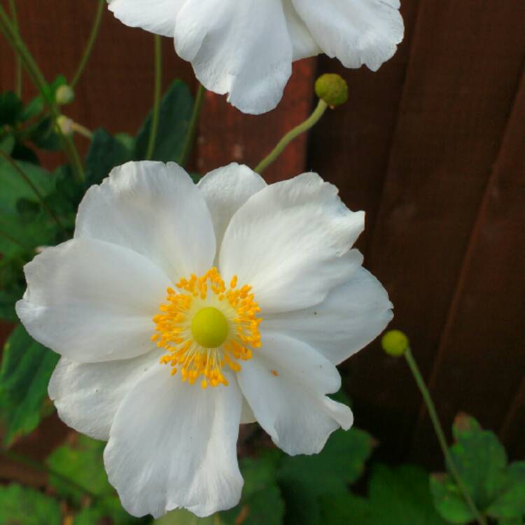 plant image 234855 plant image 234855
