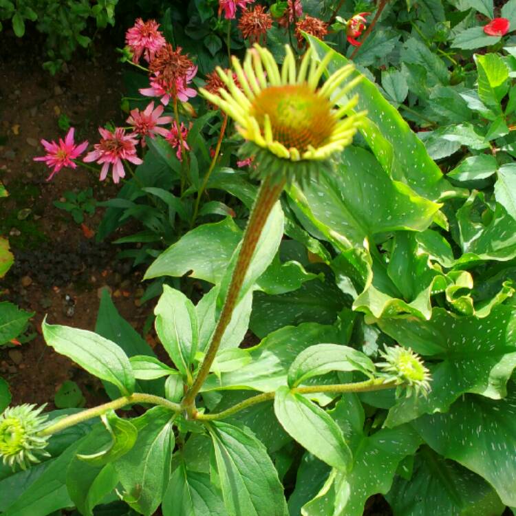 plant image 243162 plant image 243162