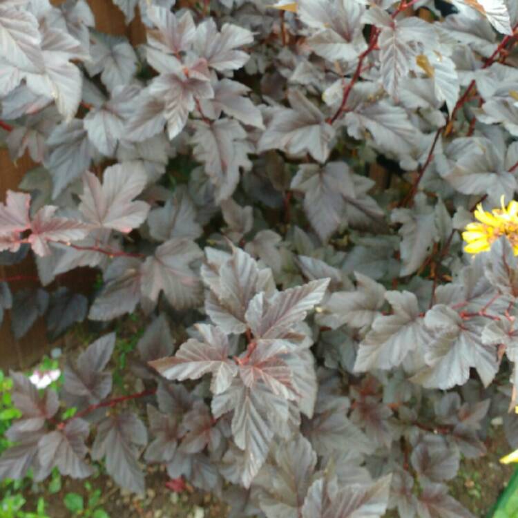 plant image 243175 plant image 243175