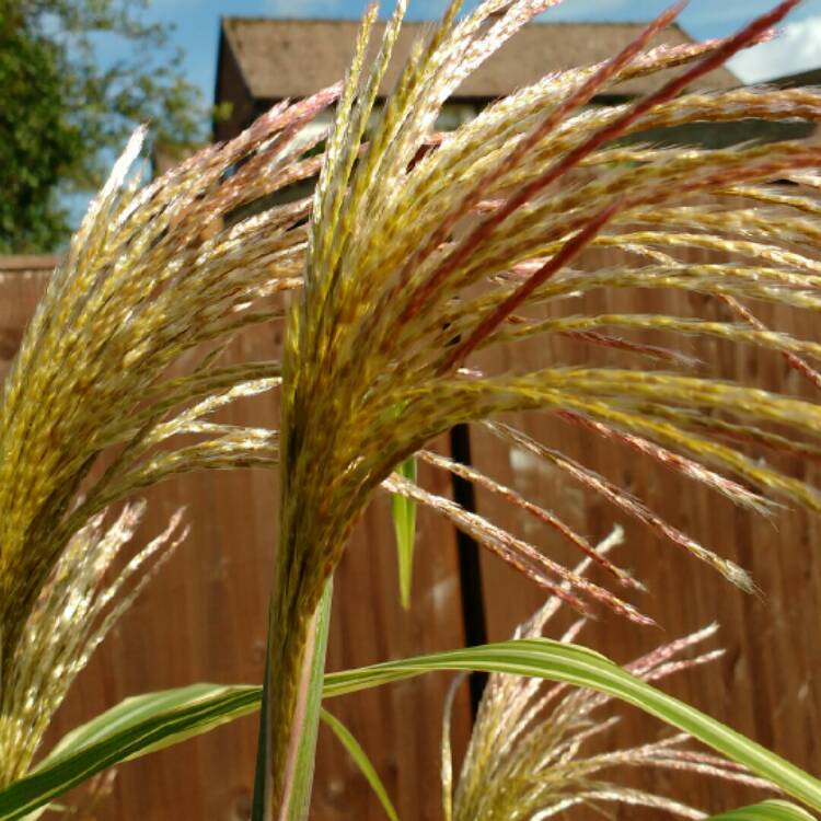 Plant image Miscanthus x giganteus
