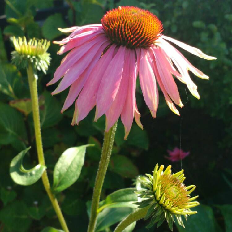 plant image 251194 plant image 251194