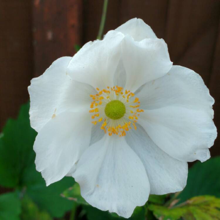plant image 253118 plant image 253118