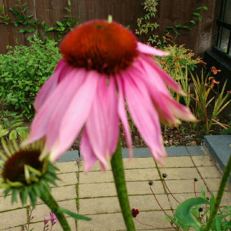 plant image 253119 plant image 253119