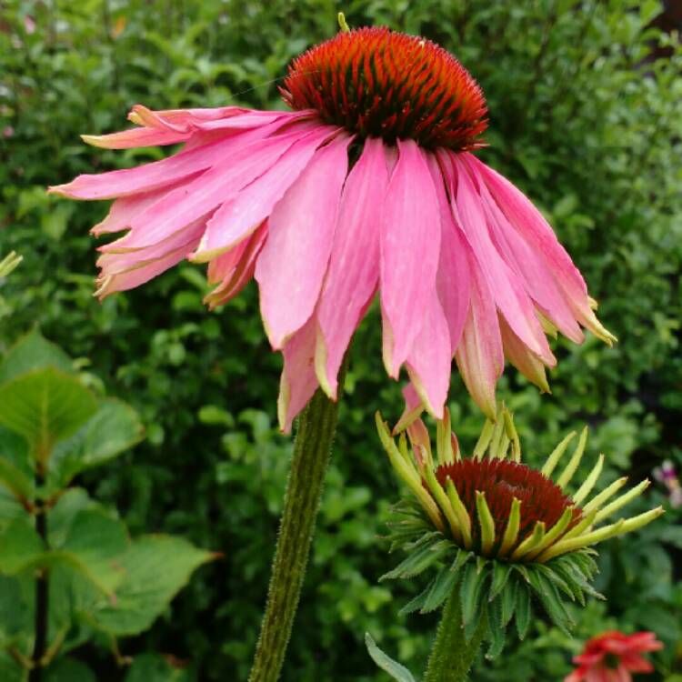 plant image 254539 plant image 254539