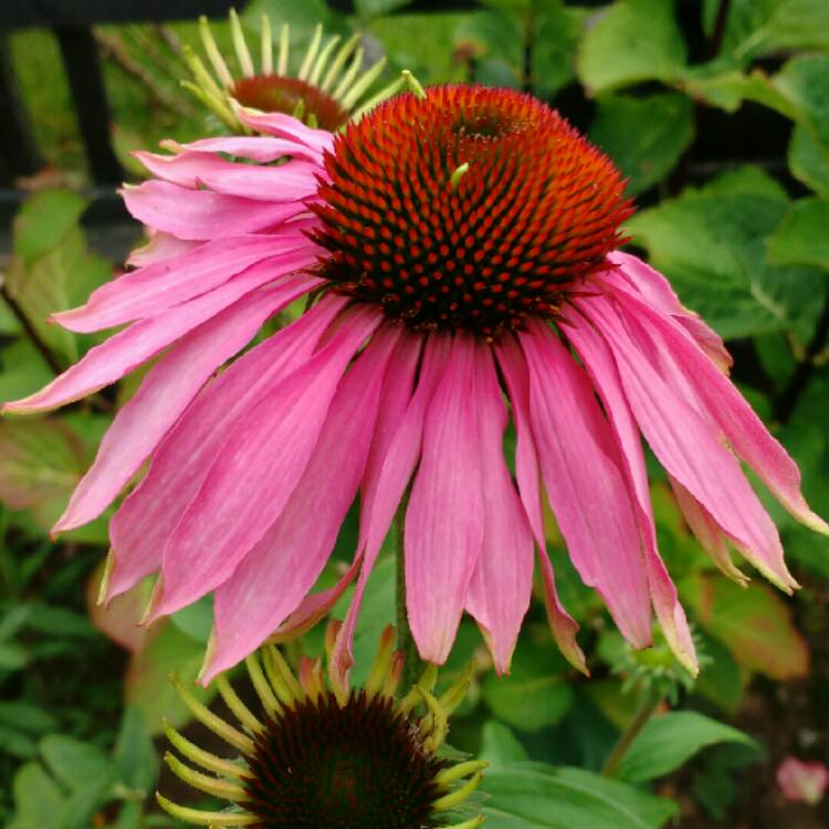 plant image 254540 plant image 254540