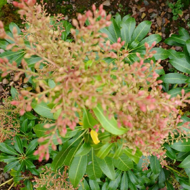 plant image 254544 plant image 254544