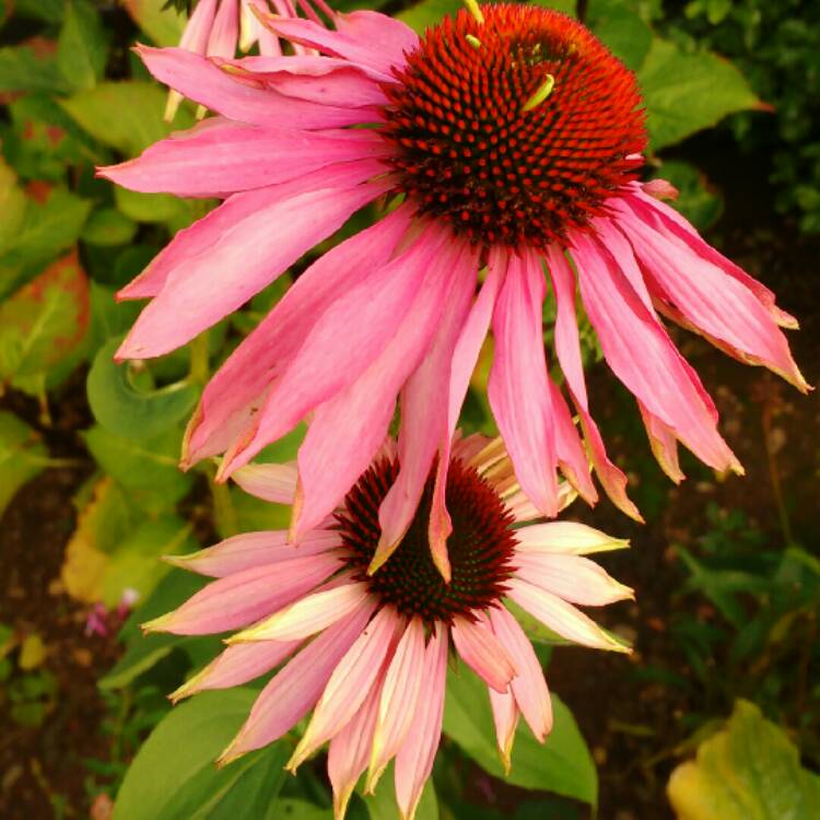 plant image 261263 plant image 261263