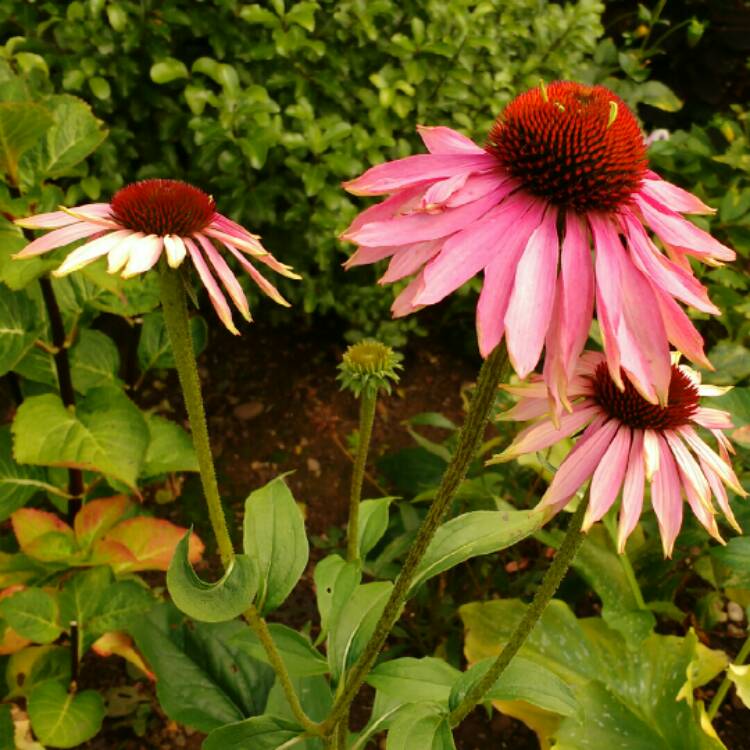 plant image 261264 plant image 261264