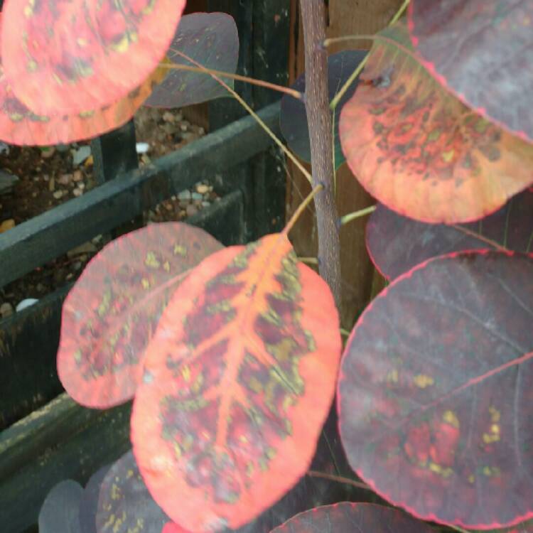Plant image Cotinus coggygria 'Royal Purple'