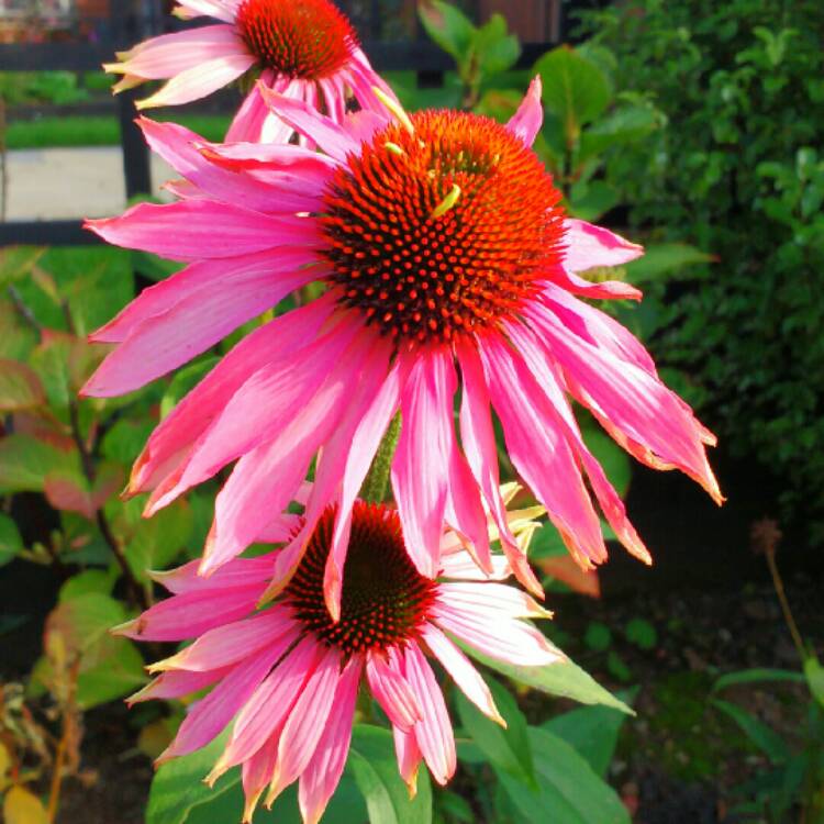 plant image 263173 plant image 263173