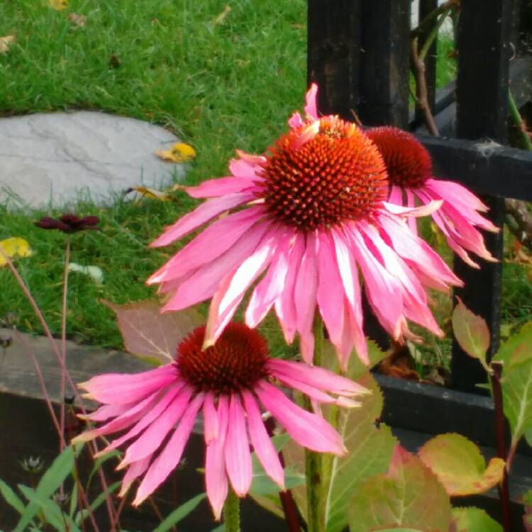 plant image 273202 plant image 273202