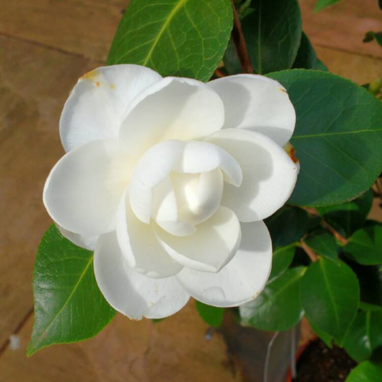 plant image 323040
