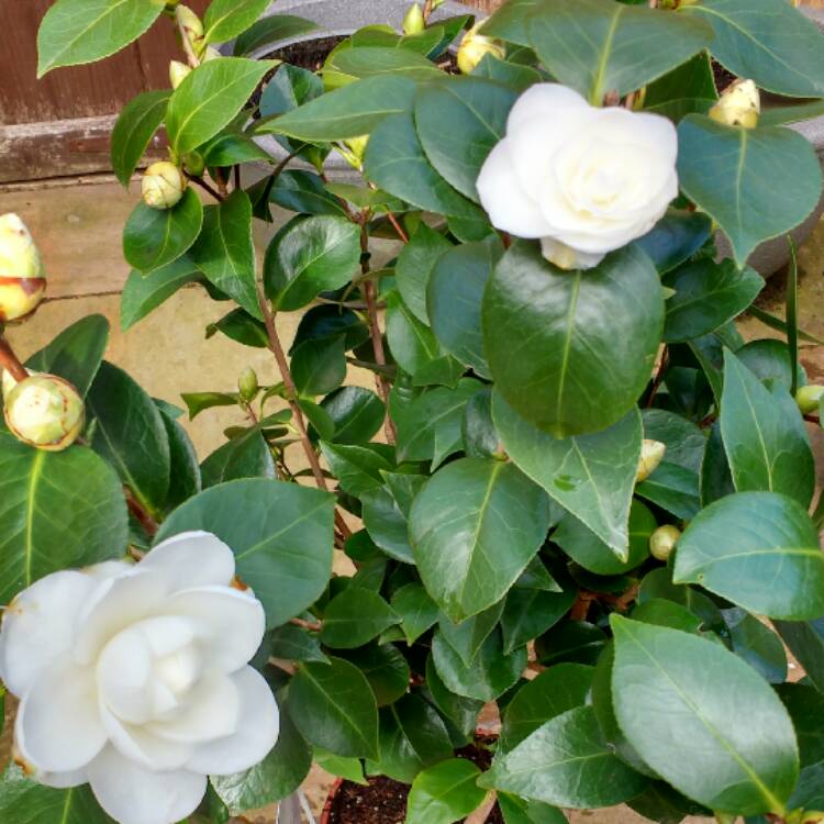 plant image 323042