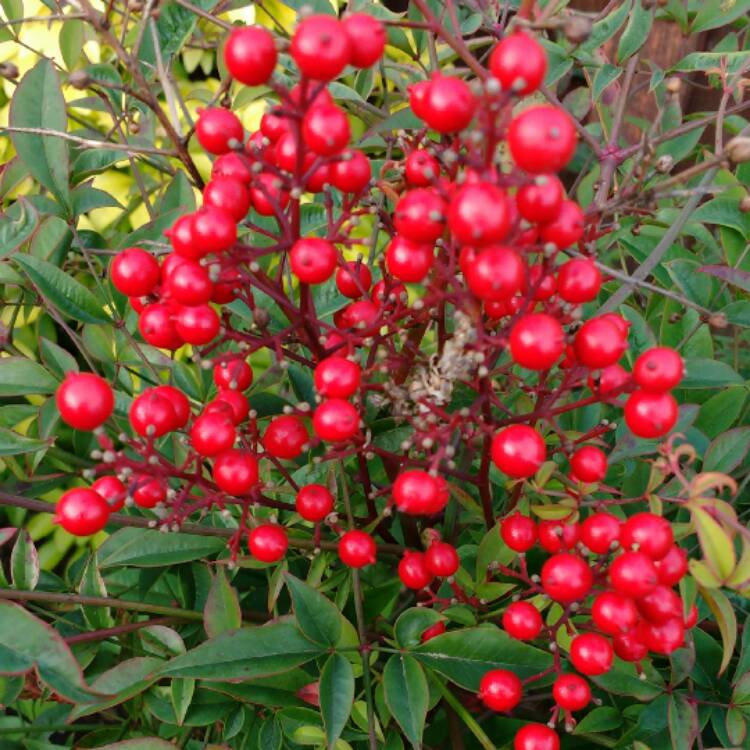 plant image 329545 plant image 329545