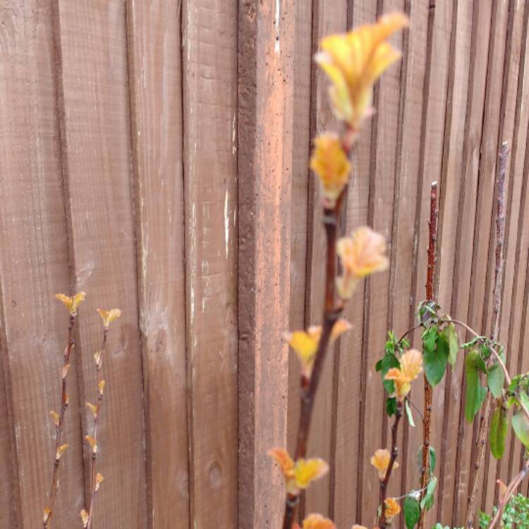 plant image 334330 plant image 334330