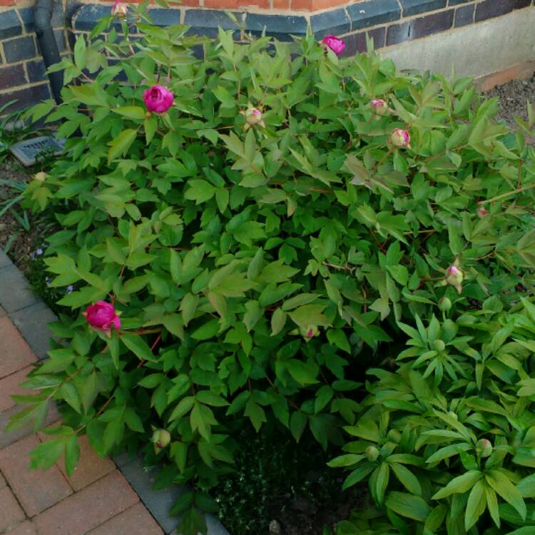 plant image 359763 plant image 359763