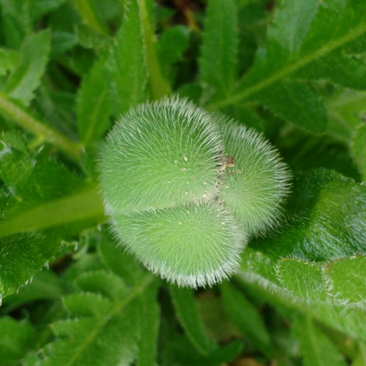 plant image 362731 plant image 362731
