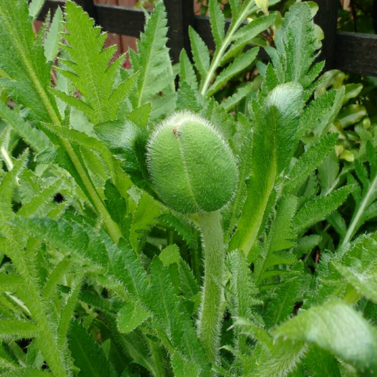 plant image 362732 plant image 362732