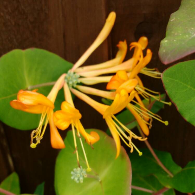 plant image 398005 plant image 398005