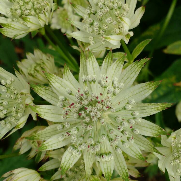 plant image 398008 plant image 398008