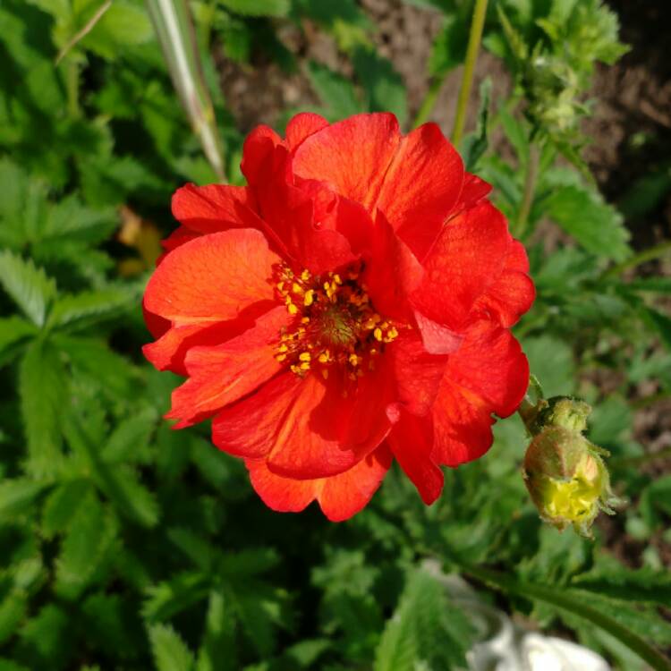 plant image 410545
