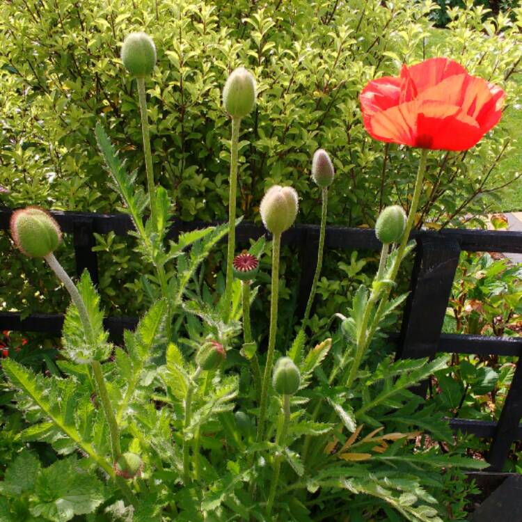 plant image 410558 plant image 410558