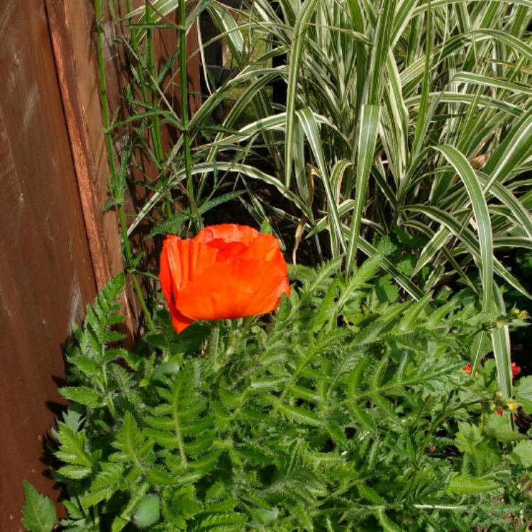 plant image 410572 plant image 410572