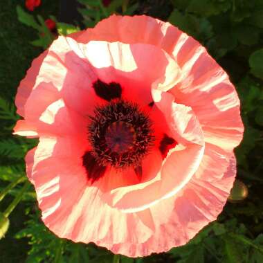 Papaver orientale 'Coral Reef'