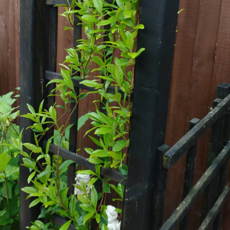plant image 420192 plant image 420192