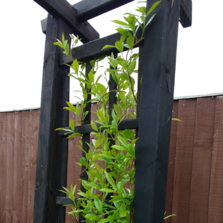 plant image 420197 plant image 420197