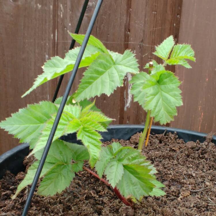 plant image 420727