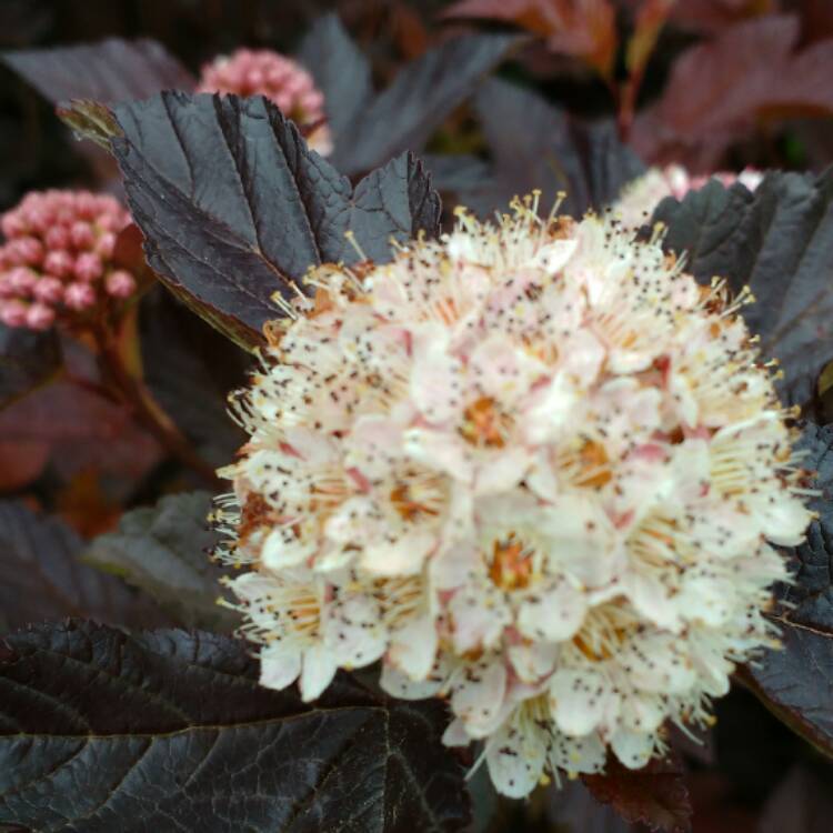 plant image 420728 plant image 420728