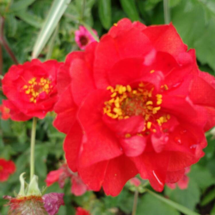 plant image 444966