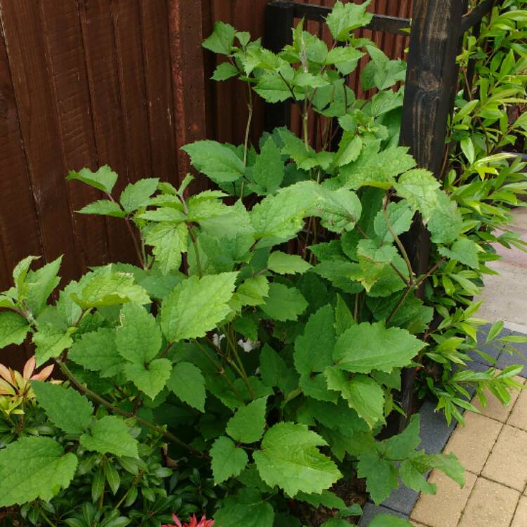 plant image 444970 plant image 444970