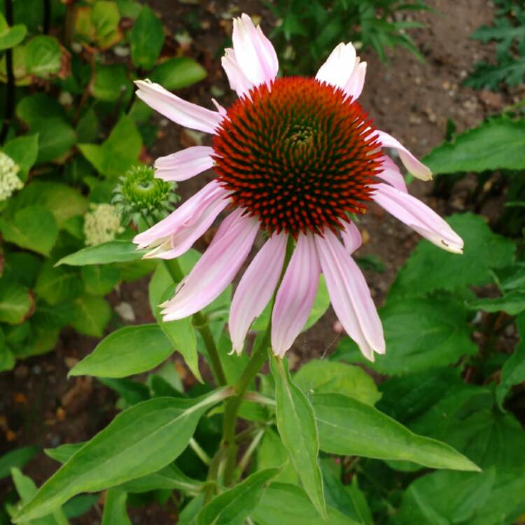 plant image 458638 plant image 458638