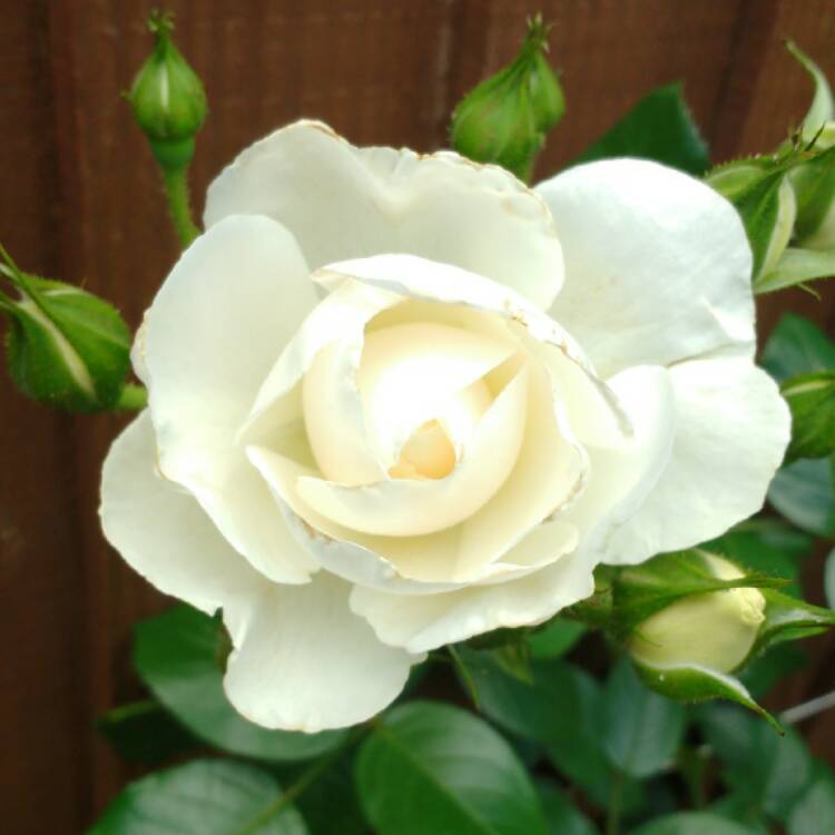 plant image 471101 plant image 471101