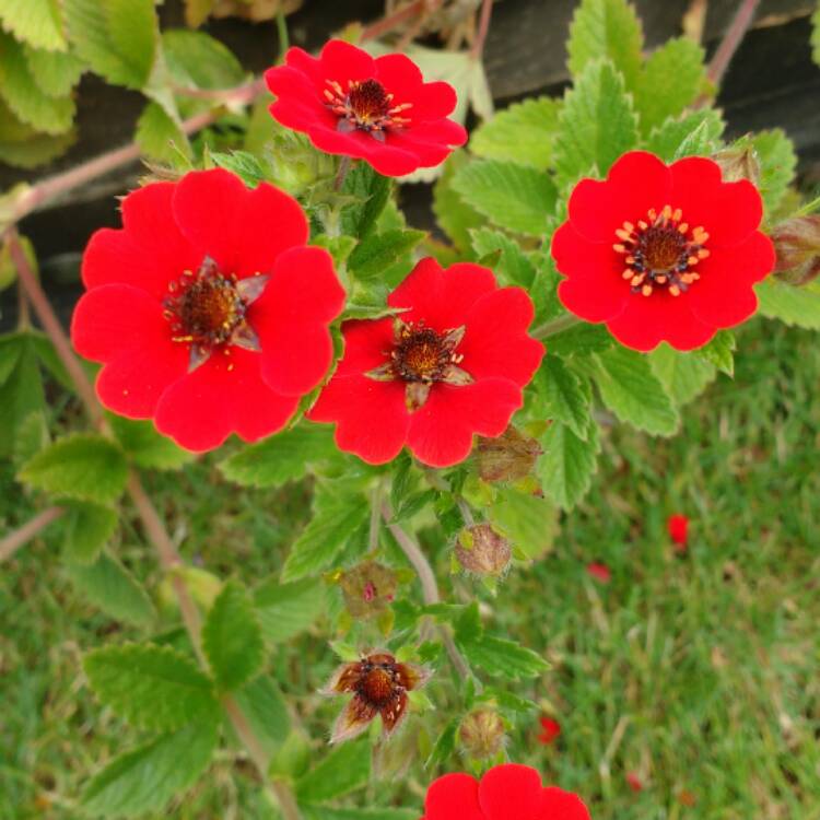 plant image 471103