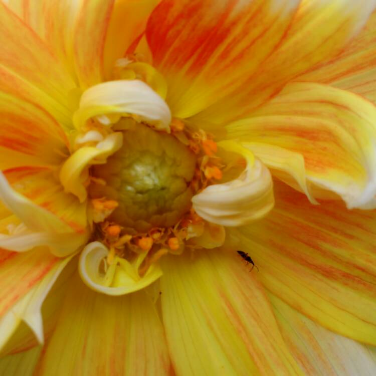 plant image 484866 plant image 484866