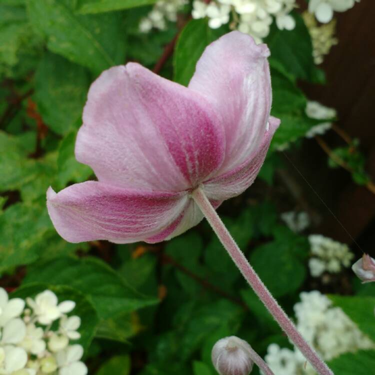 plant image 488853 plant image 488853