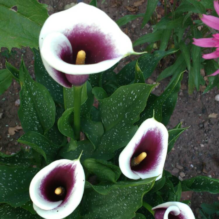 Plant image Canna 'Black Knight'
